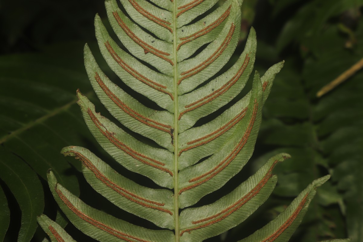 Blechnum occidentale L.